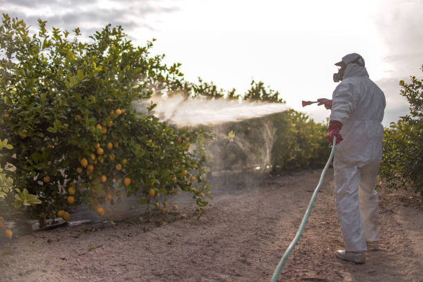 Best Bed Bug Extermination  in Prague, OK