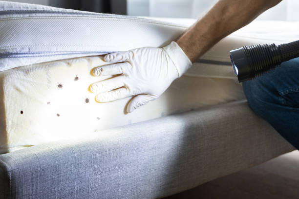 Trusted Prague, OK Pest Control Experts