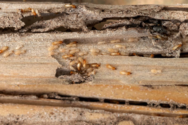 Best Cockroach Control Services  in Prague, OK